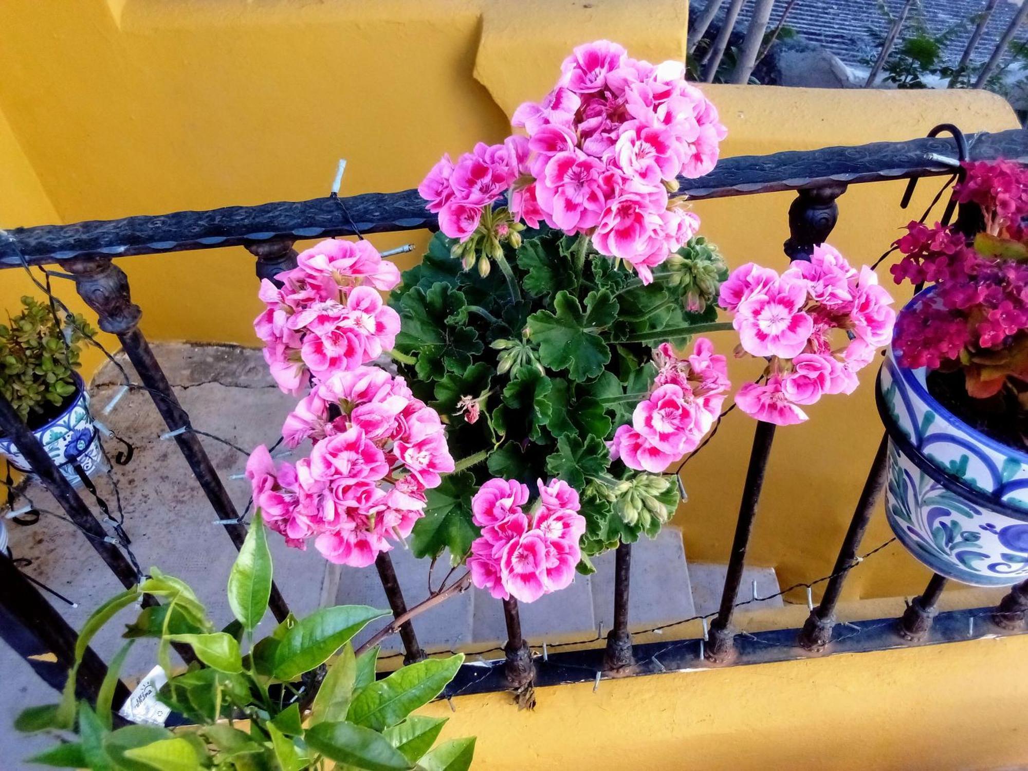 Vista Terraza Illora Apartman Kültér fotó